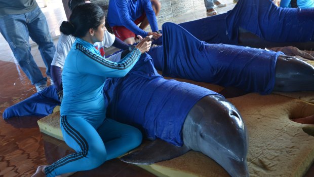 Handlers from the Cayo Guillermo dolphinarium prepare dolphins for their transfer to Cienfuegos, on Cuba's southern coast, just hours before the arrival of Hurricane Irma