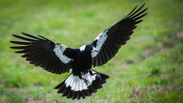 Male magpies try to protect their fledglings from perceived danger.