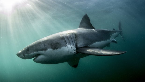 The new state government will not deploy drum lines to catch sharks. 
