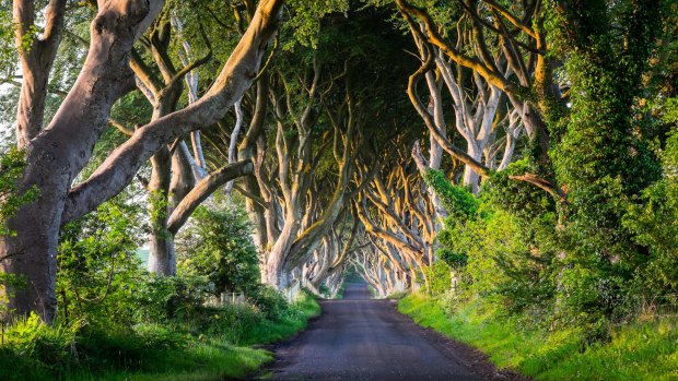 The Dark Hedges, Ballymoney: Where Arya Stark first appears dressed as a boy on King's Road.