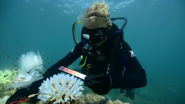 An AIMS researcher surveying thermal stress and bleaching at Taylor Reef off Mission Beach in the central Great Barrier Reef.