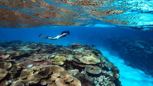 'Still an amazing experience': Gliding over fields of coral at Rib Reef off Orpheus Island, North Queensland.