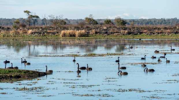 Swans in the wetlands.