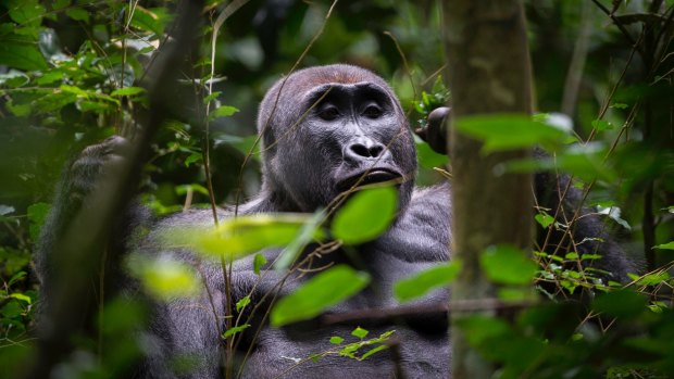 So very nearly  human ... gorillas in Republic of Congo.  