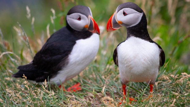 Atlantic puffins.