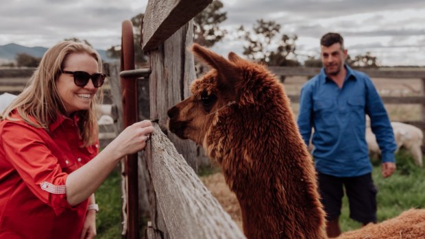 Bruno the guard alpaca protects his flock of sheep fiercely.