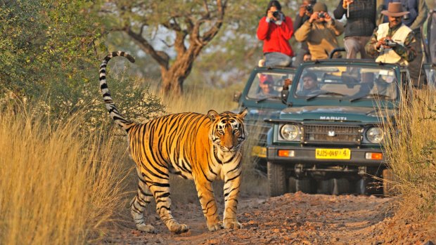 A tiger in Ranthambore National Park.