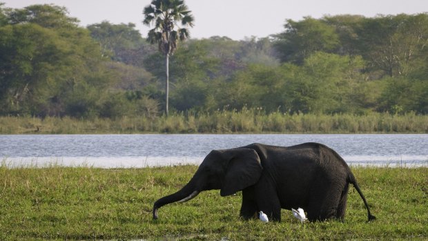 An elephant in Liwonde National Park.