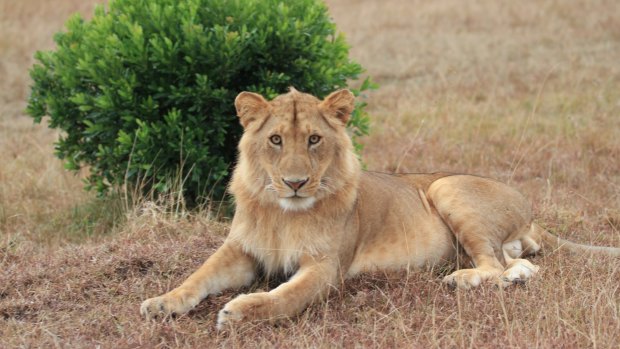 Young male lion.