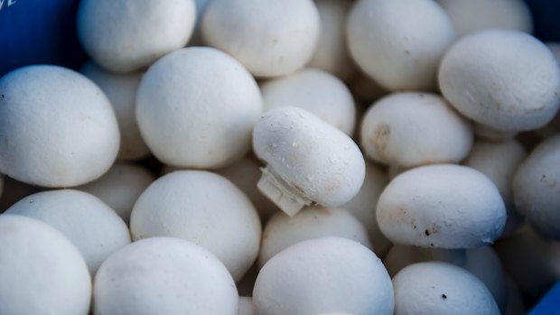 Workplace watchdog claims 400 mushroom pickers were underpaid $650,000 in eight months.