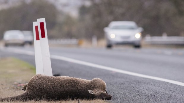 One of many dead kangaroos on the road from Canberra to the snowfields..