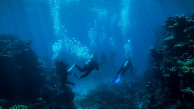 Divers look at fish life and coral on Flynn Reef near Cairns.