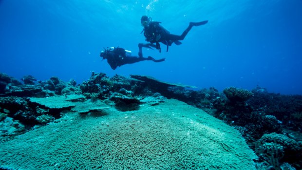 Giant plate coral.