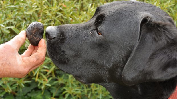 Floyd the truffle sniffer.