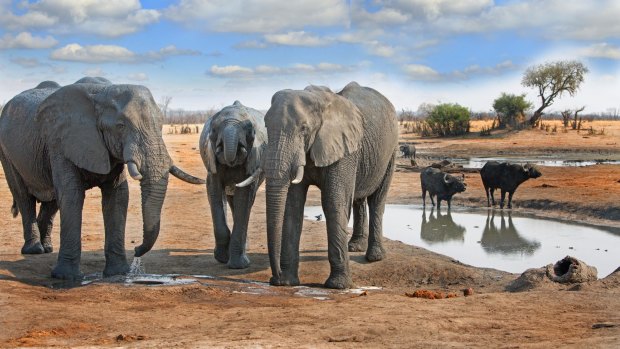 Elephants come to a waterhole in Hwange National Park, Zimbabwe. 