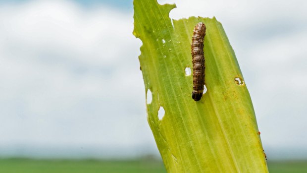 The fall armyworms that have ravaged corn fields from Ghana to South Africa since arriving on the continent last year could spread to Asia and the Mediterranean, a research body said.