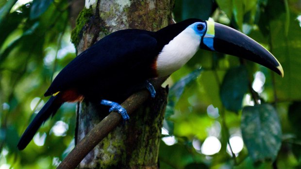 Blue skin surrounds the eye of a White-throated Toucan with its enormous yellow and blue striped bill perched on a vine in the rainforest. 