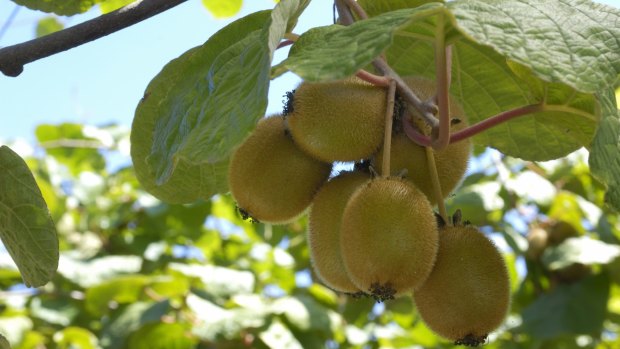 Established kiwifruit will survive frost, drought and being run over by a bulldozer.