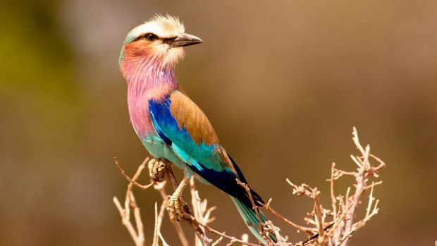 Lilac Breasted Roller posing on branch on safari.