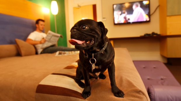 Pet peeve: the demand for dog-friendly hotels in Australia is enormous but rules make it difficult.