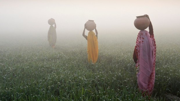 Women carry jugs through a field of rice at sunrise on a foggy morning. 