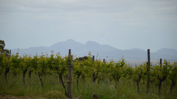 The Stirling Ranges shadow many vineyards in the Great Southern.