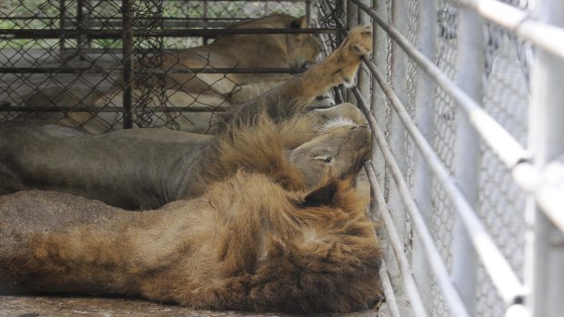 Lions have also been neglected after the owners of the property had their bank accounts seized. 