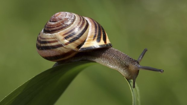 Clever snails: Some arid zone snails from Central Australia can wait out a drought for a decade or more.