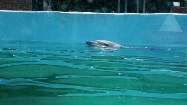 A dolphin performs for the crowd.