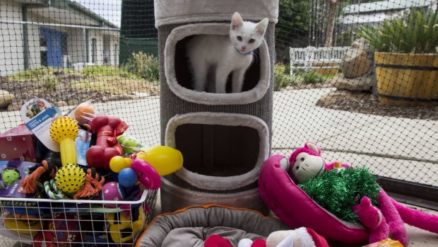 The RSPCA ACT was overwhelmed with treats and toys for the animals in care.