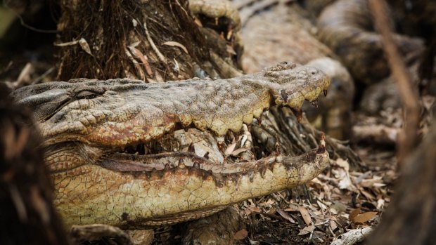 Large saltwater crocodiles sitting out the build-up to the wet season in a Paperbark Swamp at Kapalga Causeway in Eastern Kakadu.