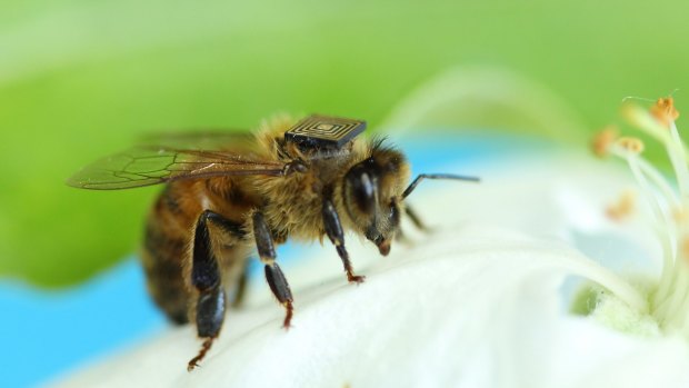 CSIRO scientists are using sensors attached to bees in four Tasmanian swarms to track movement and to try to control diseases affecting bee numbers. 