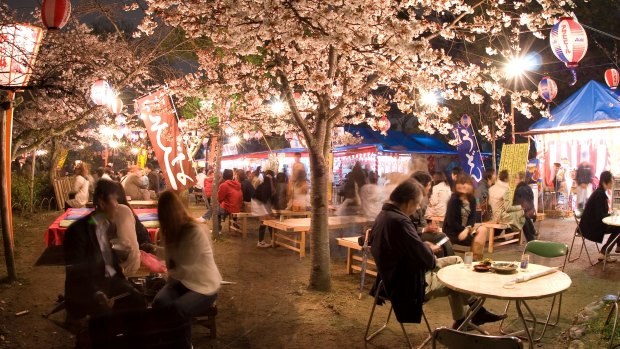 Enjoying the nightlife under the cherry blossoms of Maruyama Park in Kyoto. 