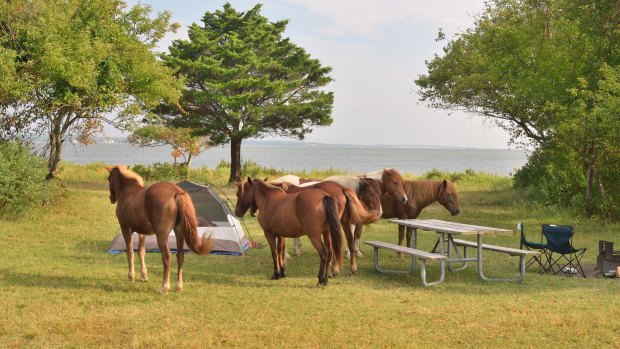 These Assateague or Chincoteague ponies gather around a campsite.