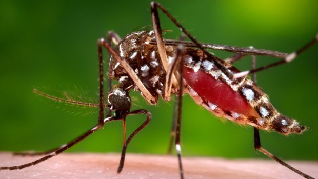 Spreading the Zika virus ... A female Aedes aegypti mosquito in the process of acquiring a blood meal from a human host. 
