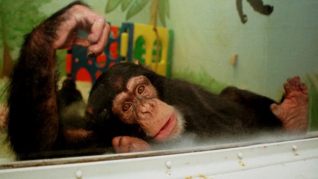 Keeli, a chimpanzee at the Ohio State University animal laboratory, looks out from his play room, in Columbus, Ohio in 1999. In 2011, a prestigious scientific group told the US government that chimpanzees should hardly ever be used for medical research. 