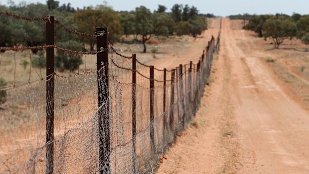 The dingo fence is the longest fence in the world. Built in 1880, it runs from Queensland, then along the NSW South Australian border near Broken Hill.