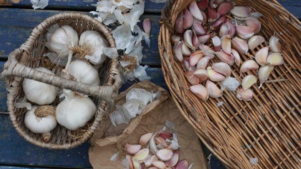 Garlic keeps well, so is a good choice for a farmers who want a crop to sell. 