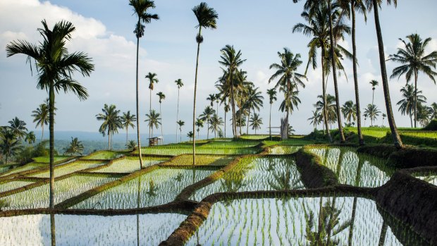 Rice fields, Senaru, Lombok.