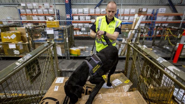 A Border Force officer works with his detector dog at a cargo facility near Tullamarine Airport.