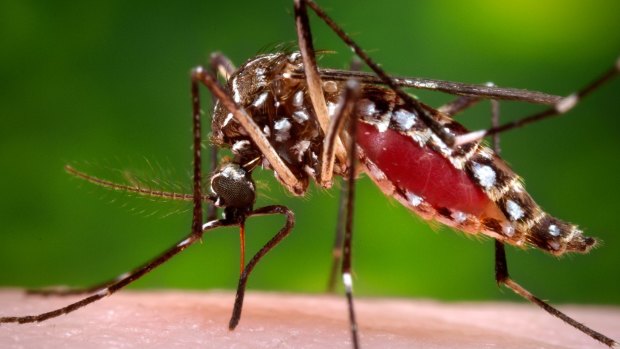 Spreading the Zika virus ... A female Aedes aegypti mosquito in the process of acquiring a blood meal from a human host. 