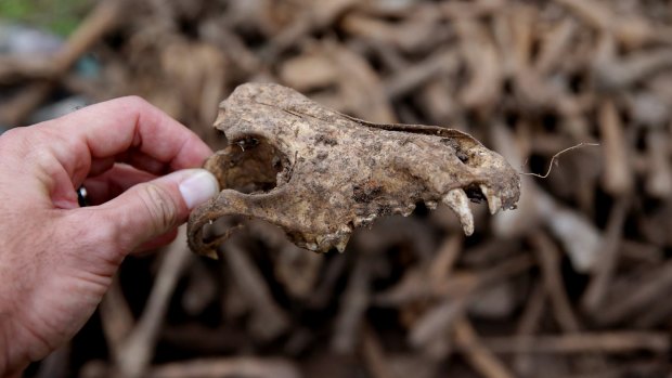 One of the greyhound bones found at the site.