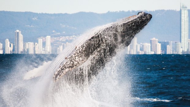 Hundreds of concerned citizens are helping with whale migration research on the Gold Coast.