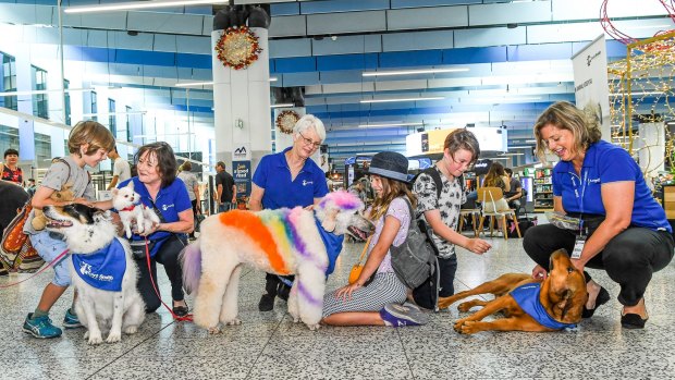Lort Smith volunteers and dogs Pearl, Lulu, Amity and Bastien greet travellers in terminal 4.