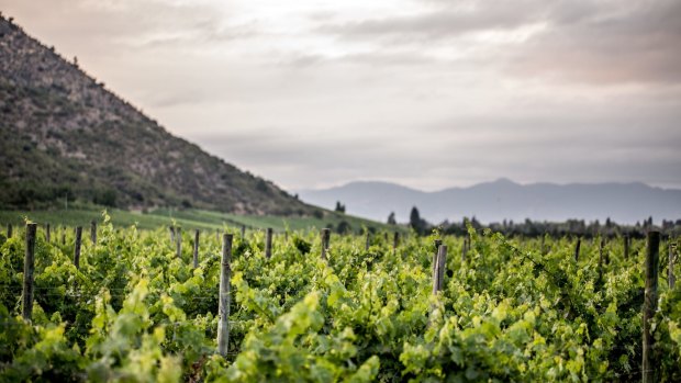 Veramonte Winery in the Casablanca Valley, which produces more than 2.1 million bottles of wine a year.