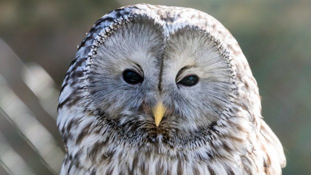 The igloos are located about an hours' drive south from Rovaniemi, and guests to this area will often visit Ranua Wildlife Park.