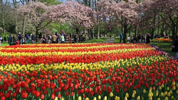 A spring display of tulips at Keukenhof in the Netherlands.