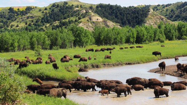 After being hunted to near-extinction, bison have made a comeback in North Dakota.