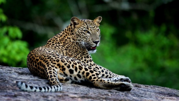 The elusive Sri Lankan leopard is the main attraction for most people heading out on safari.