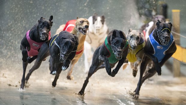 The government will spend $41 million to reform the greyhound industry.